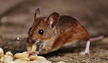 24 Hour & Emergency Exterminators in Avondale, AZ